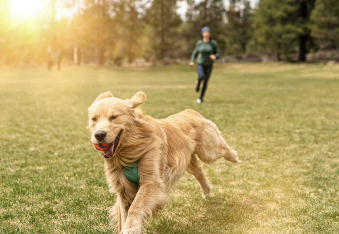 A golden retriever running across a sunny park field with its walker behind