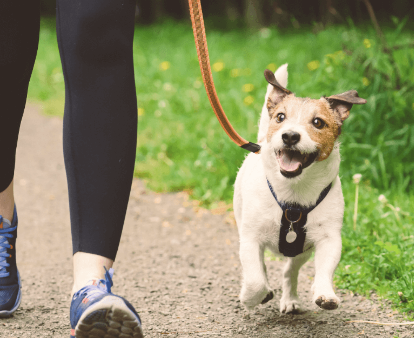 A happy terrier trotting beside its walker on a grassy trail