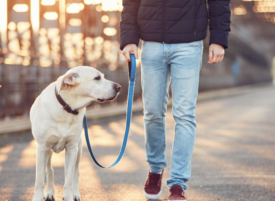 A Dog Run walker with a pale Labrador on a leash at golden hour
