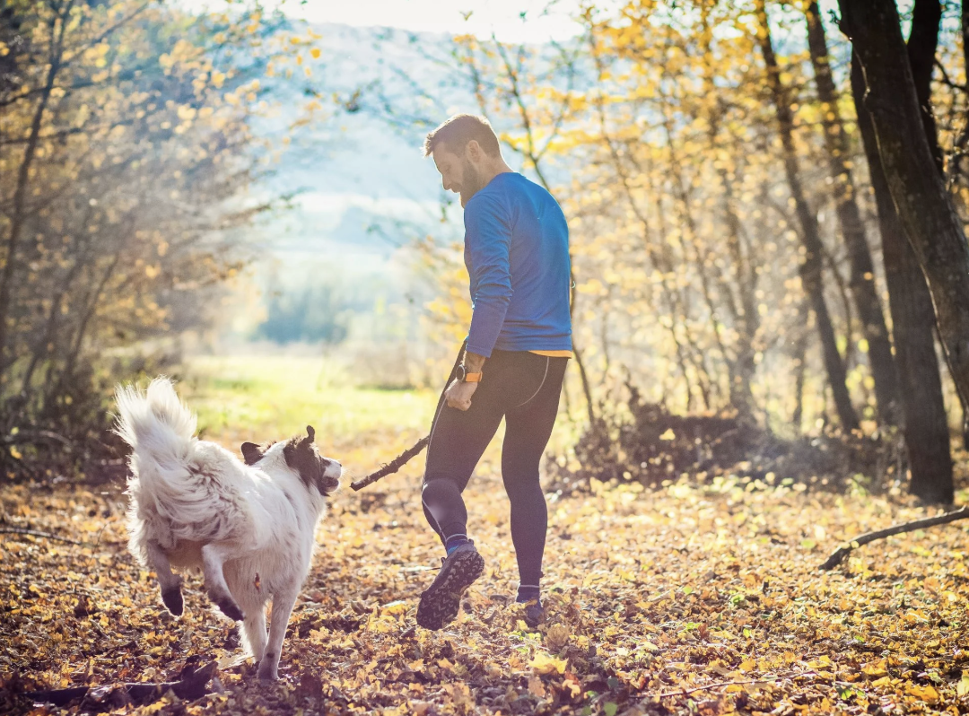 A walker playing fetch with a fluffy dog among autumn leaves